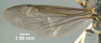 Media type: image;   Entomology 602727 Aspect: wing